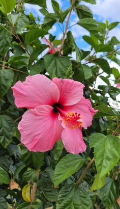 a pink flower with green leaves and blue sky in the background