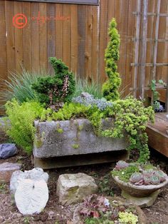 an outdoor garden with various plants and rocks