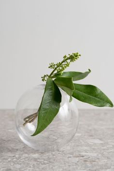 a plant in a glass vase on a marble countertop with white walls behind it