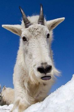 a mountain goat with long horns standing on top of a snow covered hill looking at the camera