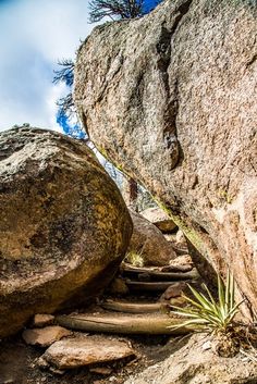 some very big rocks with plants growing out of them