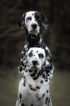 two black and white dalmatian dogs standing next to each other on their hind legs