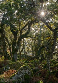 sun shining through the trees and moss covered rocks