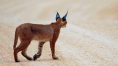 a small brown animal walking across a dirt road