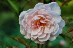 a pink flower with green leaves in the background