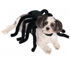 a dog dressed up as a spider for halloween