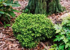 a small green plant sitting in the middle of some leaves