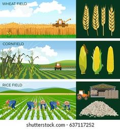 farm fields with corn, cornfield and tractor in flat style on green grass background