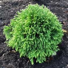 a green bush in the middle of some dirt