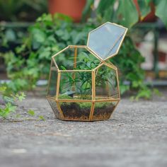 a small potted plant sitting inside of a glass container filled with dirt and plants