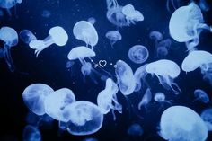 a group of jellyfish floating in the water with a heart on it's chest