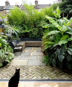 a black cat sitting in the middle of a garden