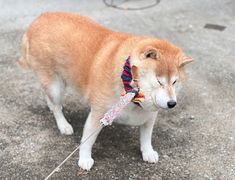 a brown and white dog standing on top of a cement ground next to a street