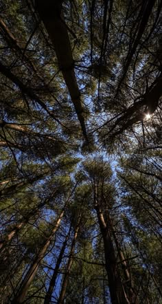 looking up at the tops of tall pine trees