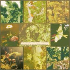 a collage of photos with different plants and animals in the forest, including mushrooms