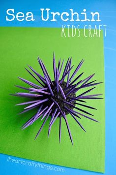 a purple sea urchin sitting on top of a green mat next to a blue background