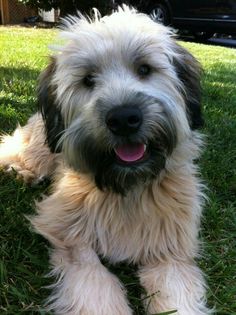 a shaggy haired dog laying in the grass