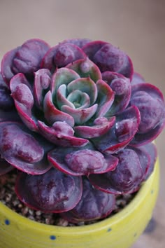 a small purple plant in a yellow pot