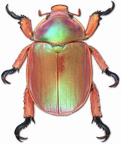 an orange and green beetle with long antennae on it's back legs, sitting in front of a white background