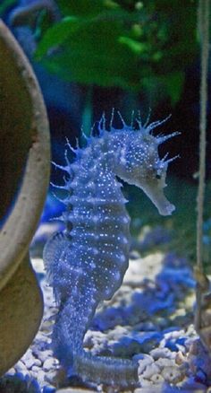 a seahorse is standing in the water with its head turned to look like it's looking at something