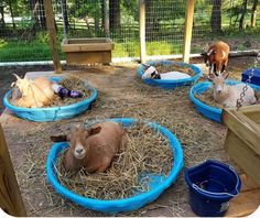 some animals are laying down in the hay inside their enclosures and eating from bowls on the ground