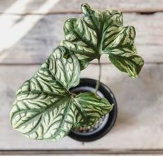 a green and white plant in a black pot