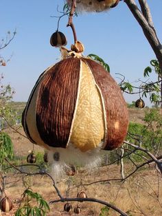 a fruit hanging from a tree in the wild