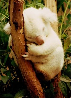 a white koala sleeping on a tree branch