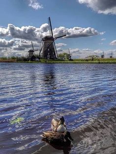 a duck floating on top of a body of water next to a windmill in the background