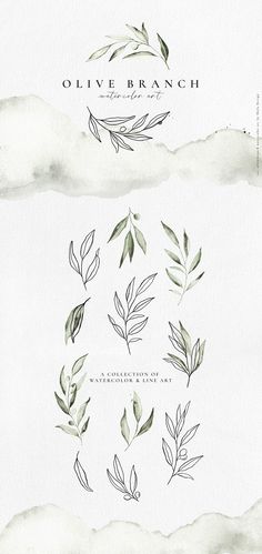 the olive branch logo is shown in watercolor and has green leaves on each side