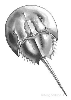 a drawing of a stingfish with its tail extended and it's eyes closed