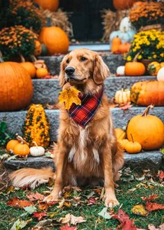 a golden retriever sitting in front of pumpkins and gourds on the steps