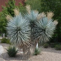 a large blue plant sitting in the middle of a garden