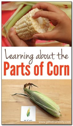 a corn cob is shown with the title learning about the parts of corn on it