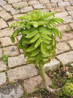 a small green plant growing out of the ground next to brick walkways on a sunny day