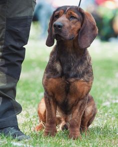 a brown and black dog sitting on top of a grass covered field next to a person