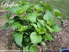 a plant with green leaves growing out of the ground next to a blue potted plant