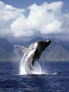 a humpback whale jumping out of the water