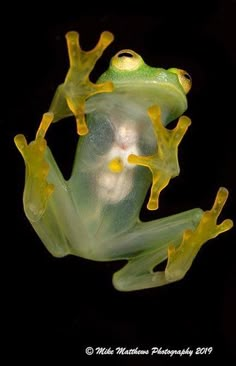 a green and yellow frog sitting on top of a black surface with its eyes closed