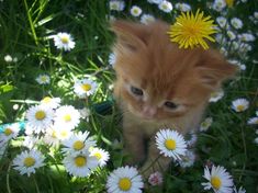 an orange kitten standing in the grass surrounded by white and yellow daisies, looking up at the camera