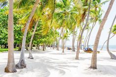 palm trees line the beach with lounge chairs