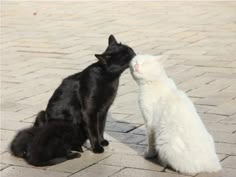 two black and white cats are playing with each other