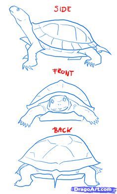 how to draw a turtle in 3 easy steps