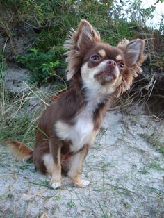 a small brown and white dog sitting on top of a sandy beach next to grass