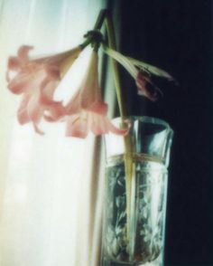 a flower in a glass vase on a window sill