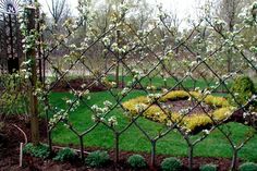 a garden with white flowers behind a fence