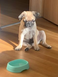 a pug dog sitting on the floor next to a bowl