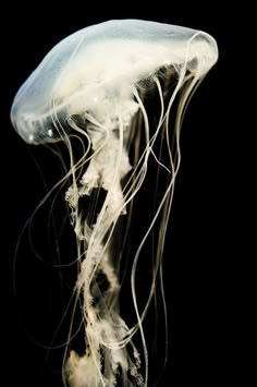 a white jellyfish floating in the water