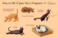 an image of cats that are different types of cat food and how to tell if your cat is pregnant