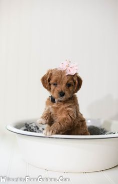 a small brown dog sitting in a bath tub with a pink bow on its head